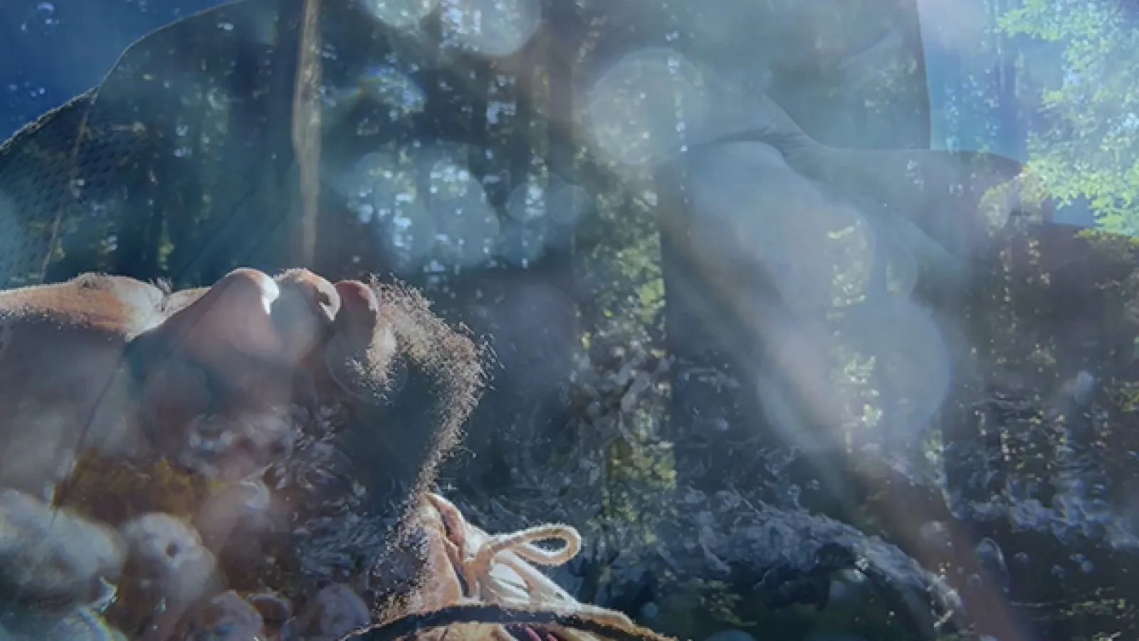 Man sleeping in the woods