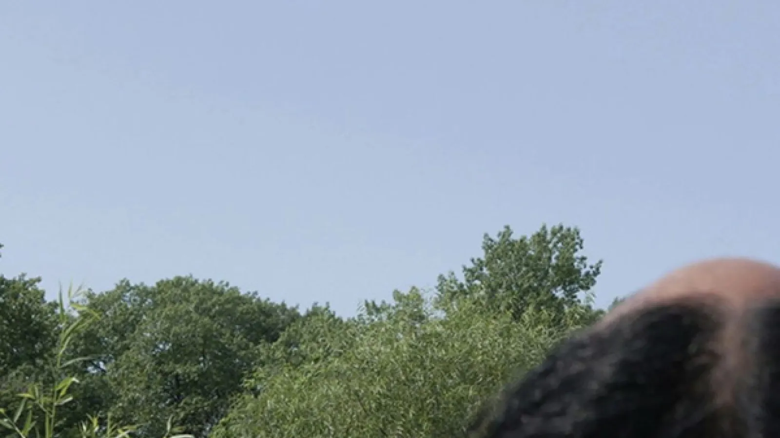 blue sky above green trees and part of a person's head
