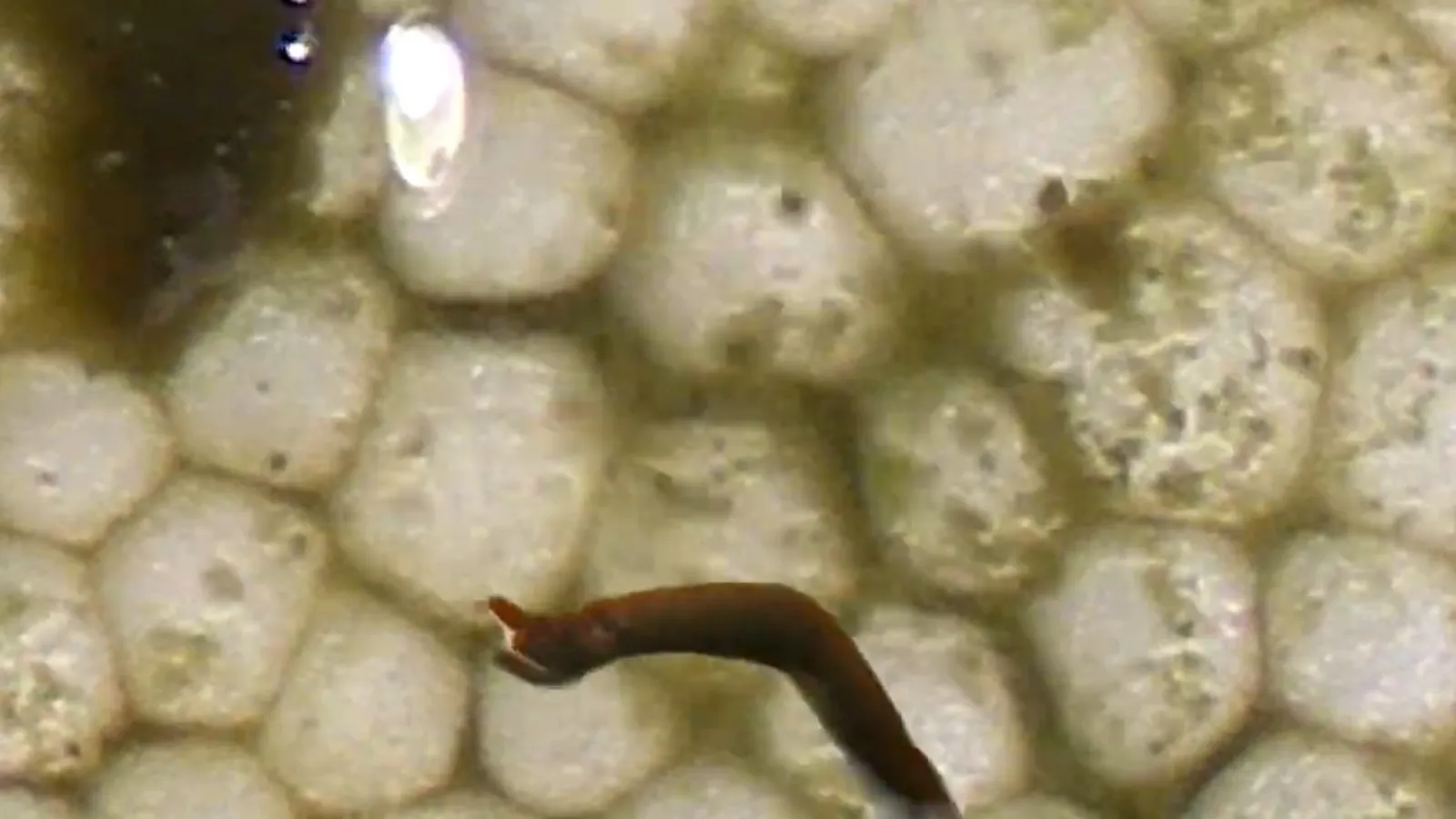 Microscopic close-up of tan and green colored hexagon-patterned surface that looks like plant or human cells. The scene appears wet, with a fragmented arm reaching from the bottom of the frame.